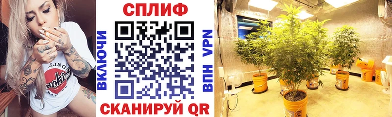 Конопля SATIVA & INDICA  Костерёво 